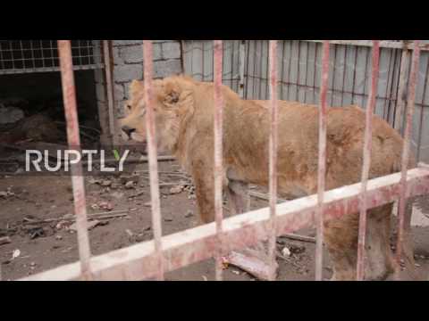 Iraq: Heart-breaking scenes at Mosul zoo after park decimated by battle against IS