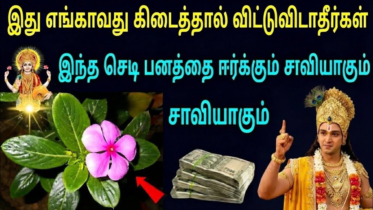 இந்தச் செடி பணவரவு மற்றும் நேர்மறை ஆற்றலுக்கு பாரம்பரியமாக இணைக்கப்படுவதன் காரணம்