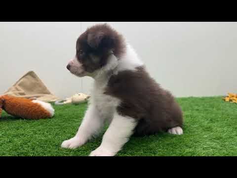 Video Berger Australien