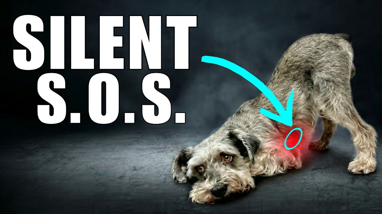 ⚠️ПРЕКРАТИТЕ игнорировать эти 7 беззвучных криков вашей собаки
