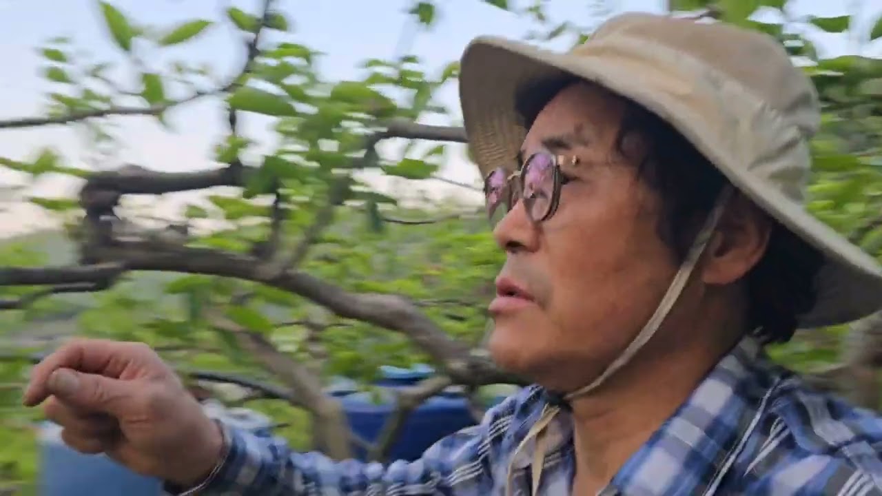 황금알농법 명장 전윤배 단감 단감재배 탄저병 잿빛곰팡이 흰가루병 적과 낙과방지 열과방지 낙엽병 적심재배 적뢰작업 엽면시비 설탕 무름병 색내기 당도 저장력