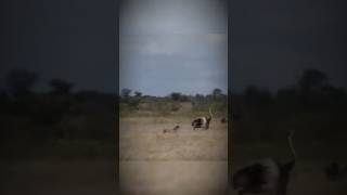 Ostrich vs Cheetah: Who Wins This Run?