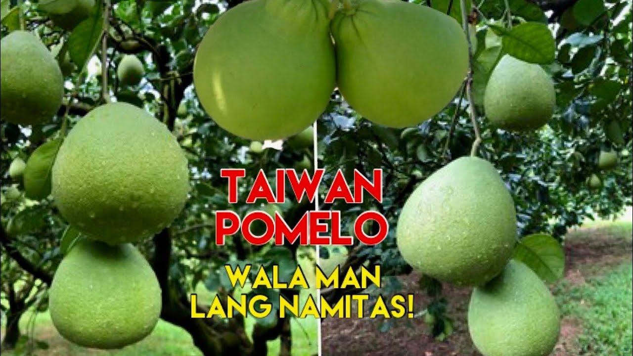 TAIWAN POMELO MAS MATAMIS PA SA JOWA MO BUHAYCARETAKERSATAIWAN YouTube