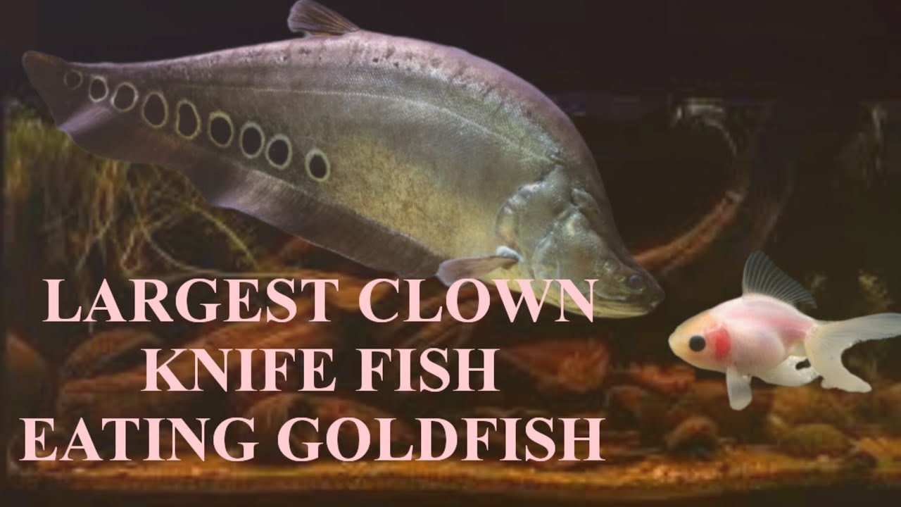 Largest clown knife fish eating goldfish live feeding knifefish monsterfish angelaquarium