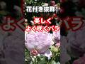 花付き抜群!よく咲く木立ち・シュラブローズ #shorts #バラ #ガーデニング