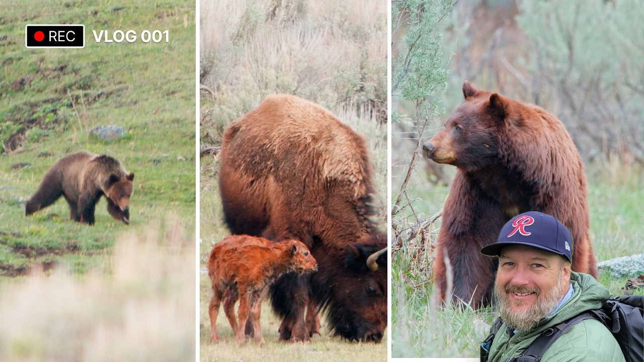 Grizzly Bear, Bison Birth, Cinnamon Black Bear - April 2026