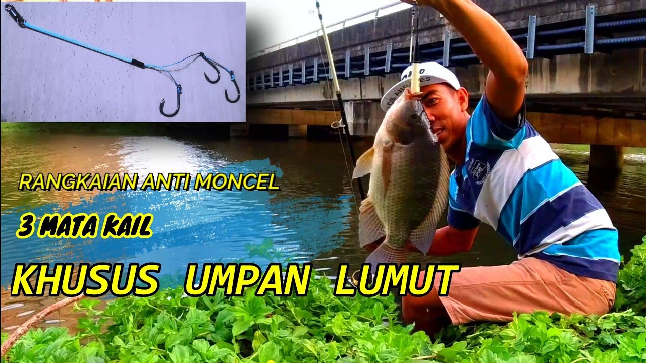 Rangkaian Pancing Nila Umpan Lumut |||TIGA MATA KAIL