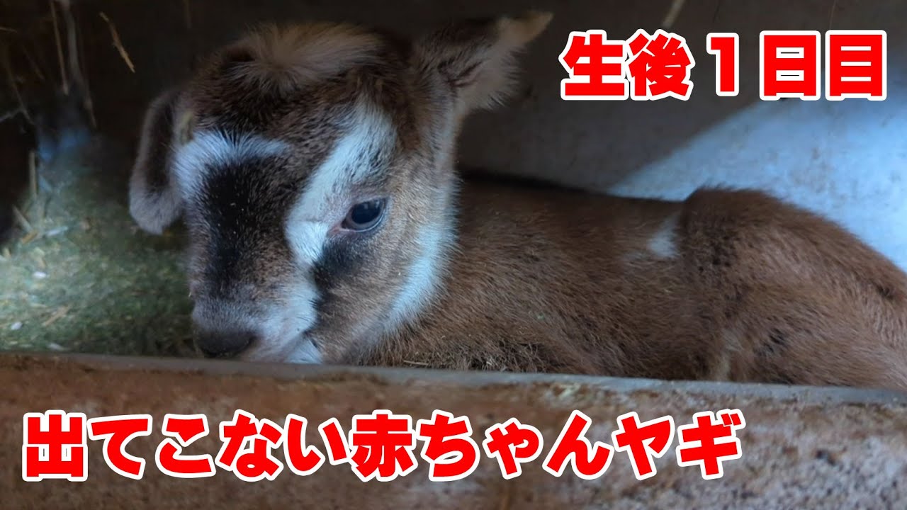 心配性な母ヤギと狭いところが好きな生後一日目の赤ちゃんヤギ 22年4月3日 Youtube