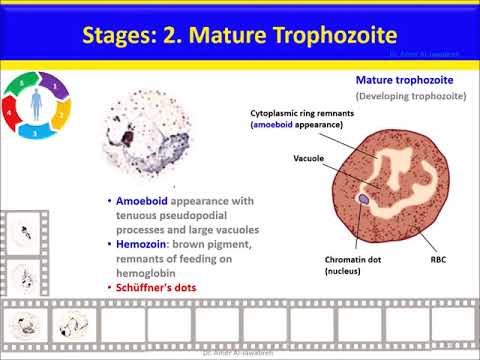 Video: Plasmodium Vivax Moleculaire Diagnostiek In Community Surveys: Valkuilen En Oplossingen