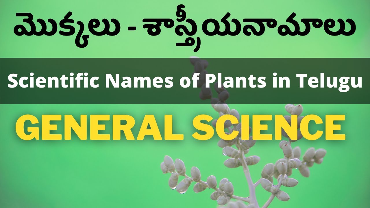 మొక్కలు శాస్త్రీయనామాలు Plants and their Scientific Names in