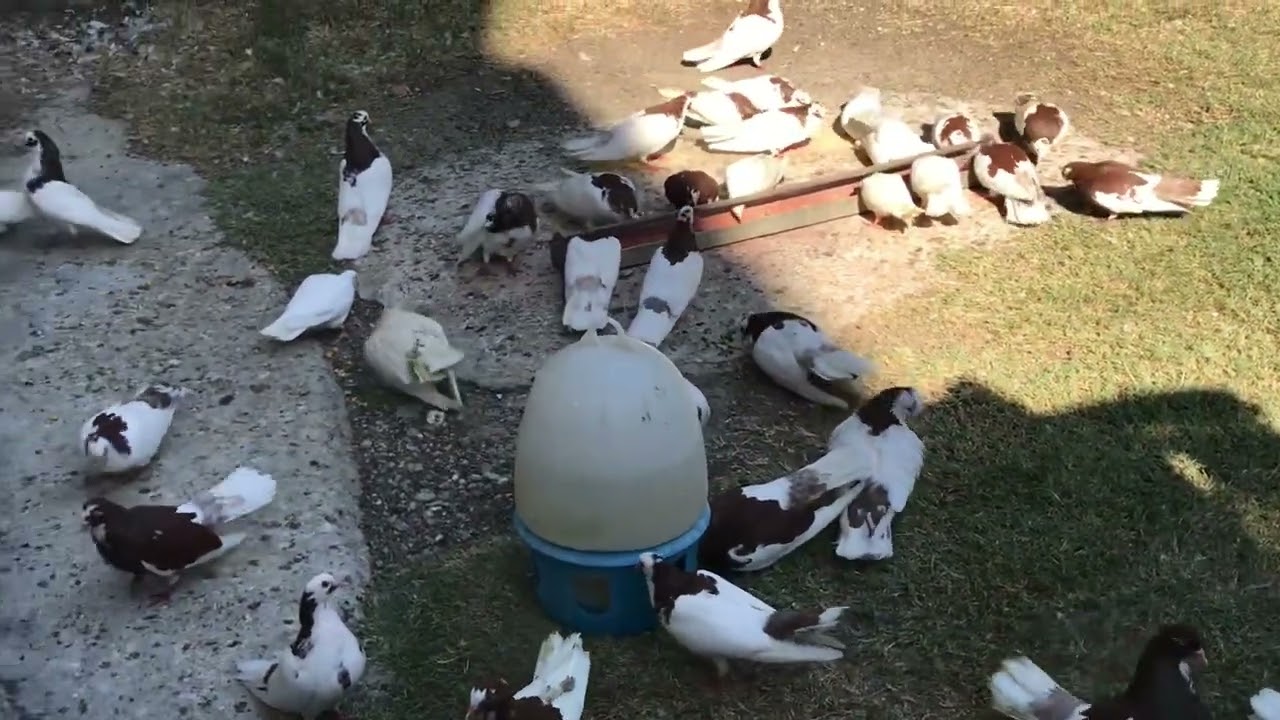 Balli Elbasani Tani 17