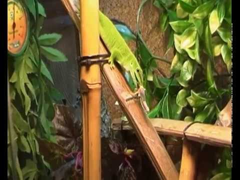 Madagaszkári nappali gekko youtube