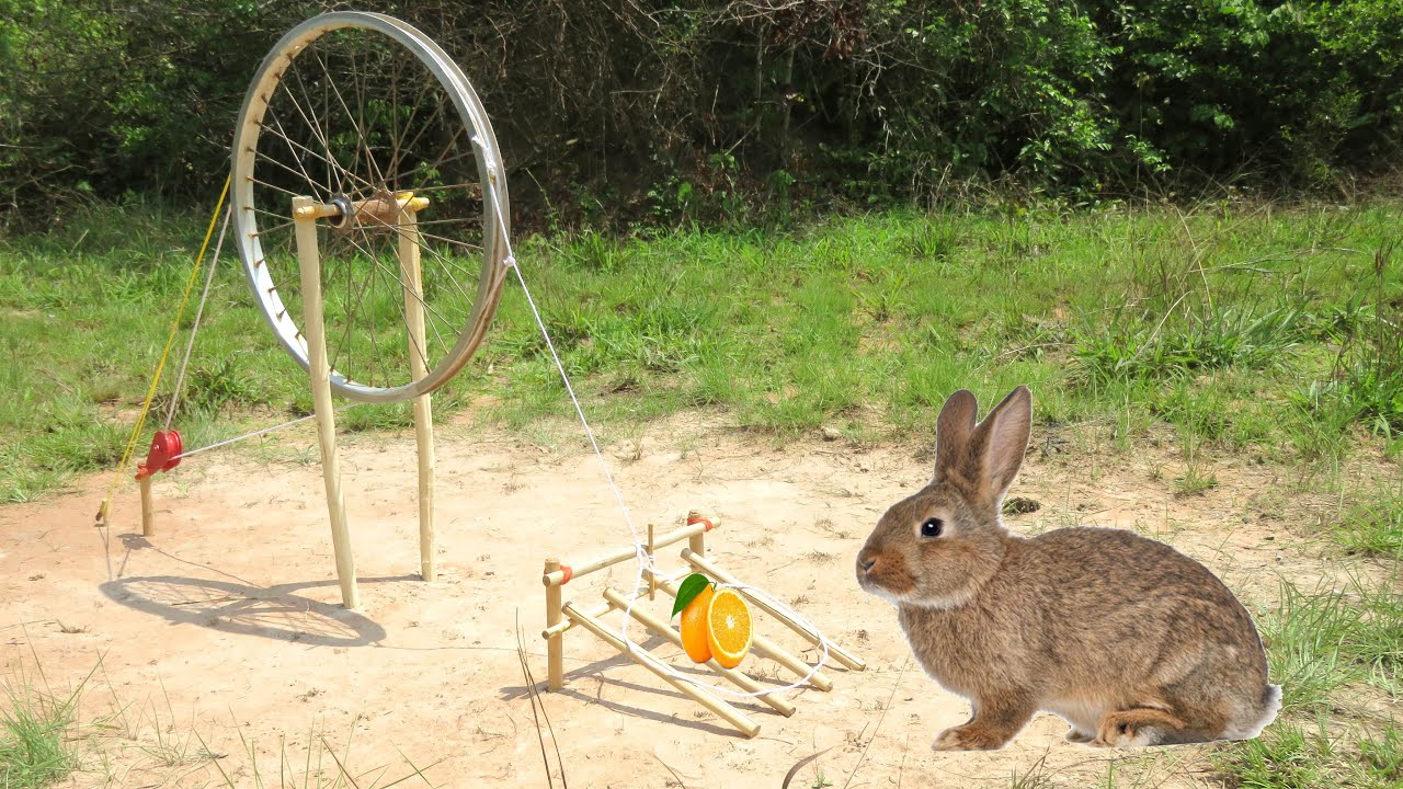 Traditional Rabbit Trap Creative Technology : Unique Quick Rabbit Trap | Amazing Rabbit Trap ...