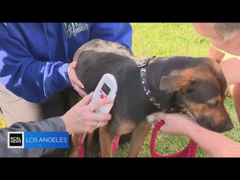 Glendale nurse saves lost dog spotted running on the I-5 Freeway