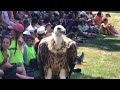 Les aigles du Léman 2018