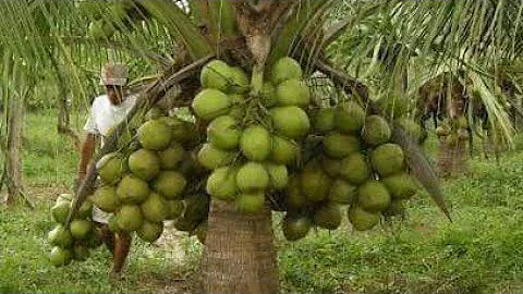 Visit the coconut plantation - Amazing New Agriculture Technology / Amazing factory coconut