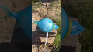 Shark Explode Meme