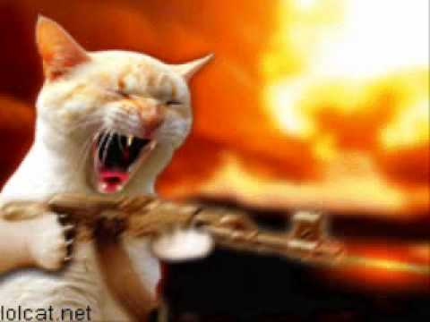 Best Cat Gif Evar?!?!?!