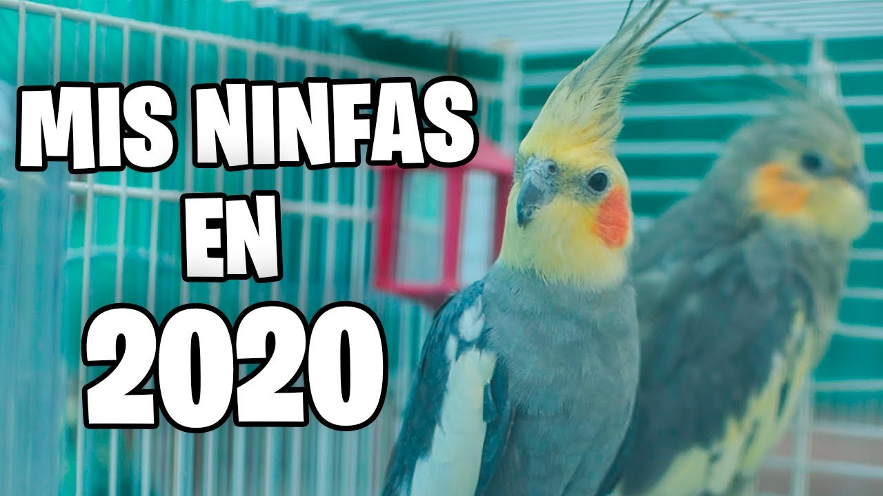 2020 Ninfas