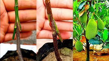 Jackfruit Grafting techniques in Simple Way