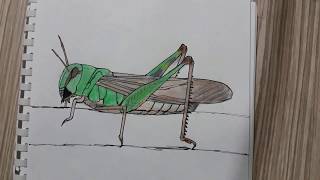 çekirge nasıl çizilir #grasshopper how to draw