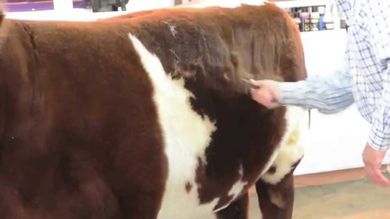 Spring Shedding: Removing Dead Hair on Cattle