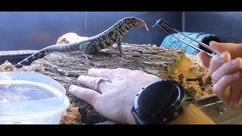 VLOG #8 - FEEDING MY BABY TEGU & BUILDING TRUST!