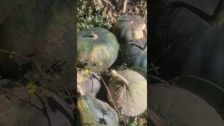 Continuamos con la cosecha de zapallo en mi ranchito 😃🎃 #short #calabaza #velacruz