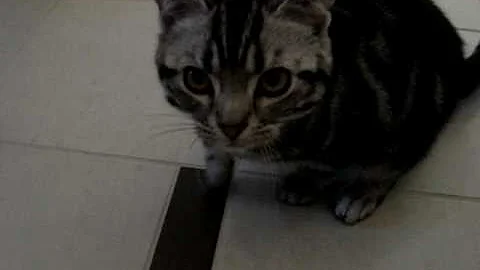 Watch the video about American shorthair kitty - eating snacks1