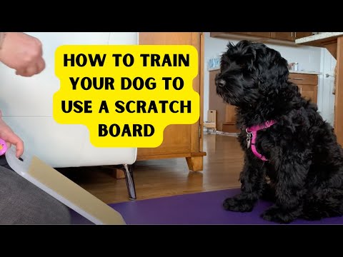 Doggy Stylz - There are many reasons to make sure your dog's nails get  clipped for their health but also for you. Are dog scratches harmful? Even  a minor bite or scratch