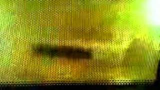 Video0081.3gp