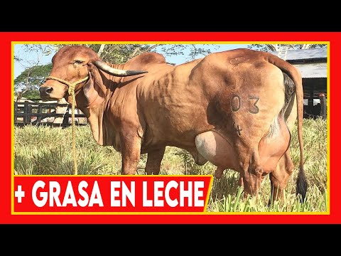 Video: ¿Cómo aumentar la grasa butírica en las vacas lecheras?