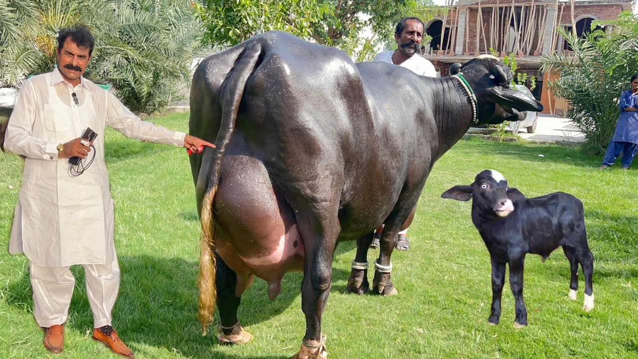 World Top Buffaloes of World Best Nili Ravi Buffalo Breeder Haji Shaukat Doggar of Multan #farming
