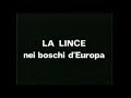 La lince: nei boschi d’Europa - Il bue muschiato: sui monti dell’Alaska