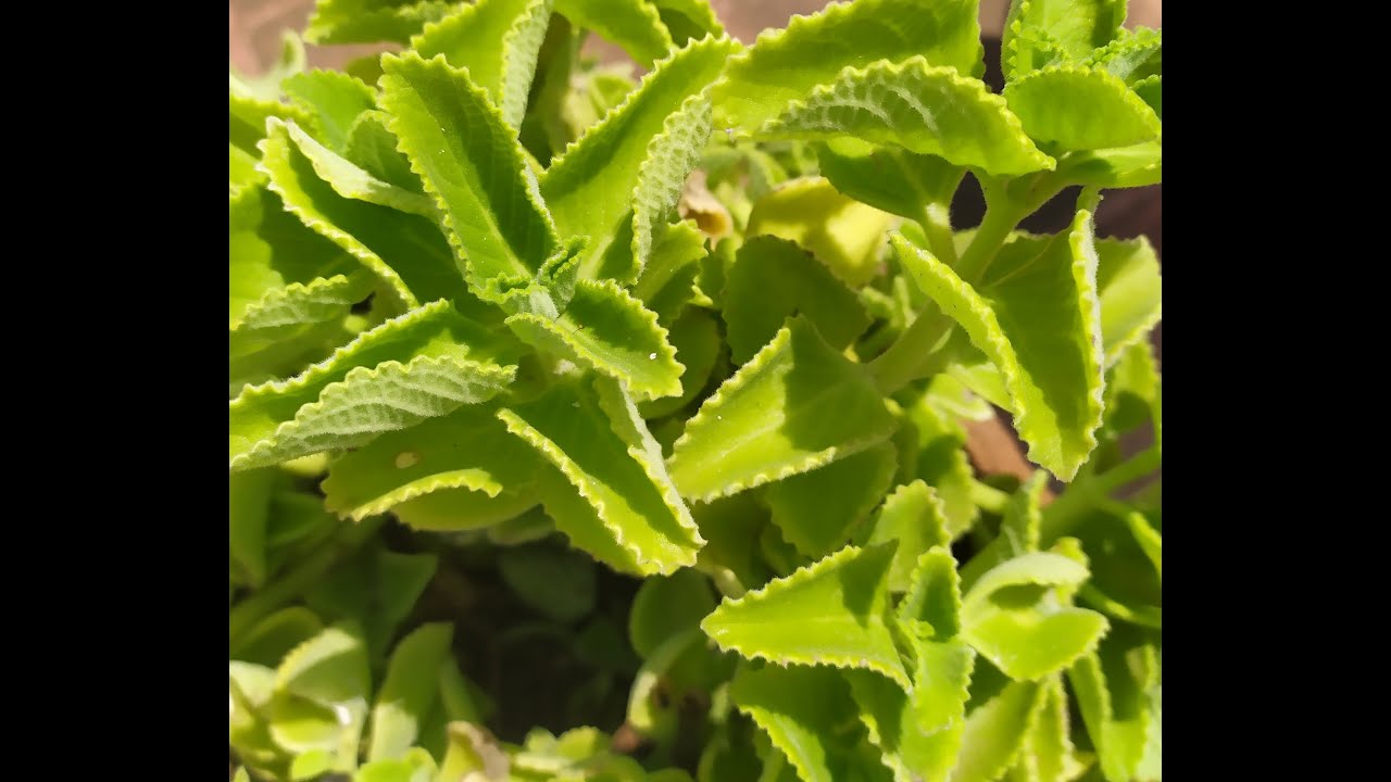 How to Grow Karpooravalli in Tamil YouTube