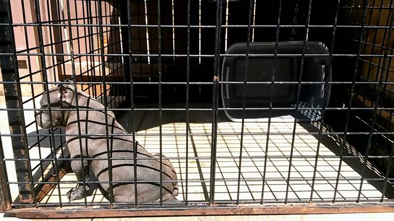 American Bully Southern Cali Bullies