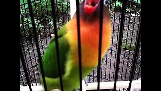 Aksi Burung Love Bird Juara Nasional Ngekek Panjang !!! Pemancing Love Bird