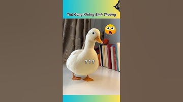 🐶🐱 Khi Nhà Nuôi Toàn Thú Cưng Bất Ổn #thúcưng #vậtnuôi #chómèohàihước #funny #pets #cat #cute