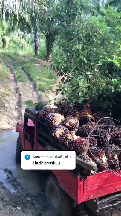 hartof passes through the swamp road #automobile #nttpride #trendingsound #fyp viral #storywa #tr...