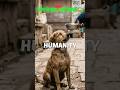 Just 2 minutes late... 🥺 | भावुक कर देने वाला Dog Rescue #shorts