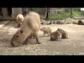 カピバラ　祝２歳！　２年前の大宮公園小動物園 の動画、YouTube動画。