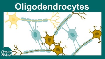 Oligodendrocytes | Oligodendrocytes and myelination | Demyelination in Multiple sclerosis | USMLE