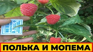 КАКУЮ МАЛИНУ ЛУЧШЕ ПОСАДИТЬ НА УЧАСТКЕ || #малина #выращивание #посадка  #ПОЛЬКА  #МАПЕМА