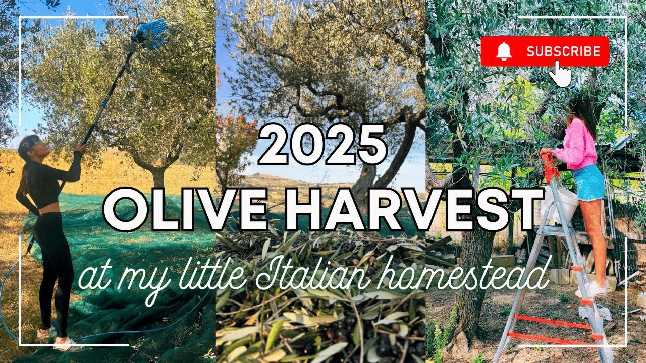 Сбор оливок 2025 года в My Little Italian Homestead: от дерева до масла!