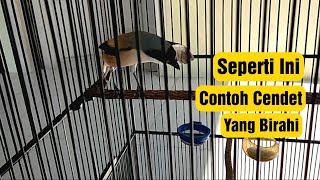 tingkahnya seperti ini ciri ciri burung cendet birahi