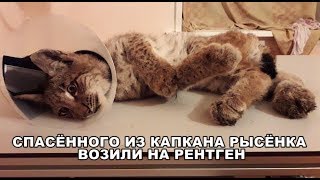 СПАСЁННОГО ИЗ КАПКАНА РЫСЁНКА ВОЗИЛИ НА РЕНТГЕН СПАСЁННОГО ИЗ КАПКАНА РЫСЁНКА ВОЗИЛИ НА РЕНТГЕН