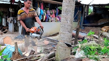 Incredible STIHL Chainsaw MS720 Felling Down Coconut Trees! Cut Down The Tree Quickly And Easy