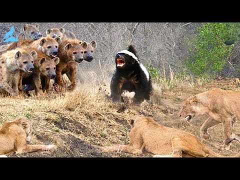 The Fearless Honey Badger: Okavango’s Bold Survivor