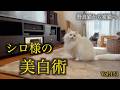 白さの理由はコレでした。シロちゃん本気のお手入れ。Grooming a beautiful white cat