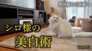 白さの理由はコレでした。シロちゃん本気のお手入れ。Grooming a beautiful white cat